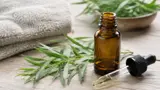 Tea tree oil – guide 2026: användning, spädning och köp