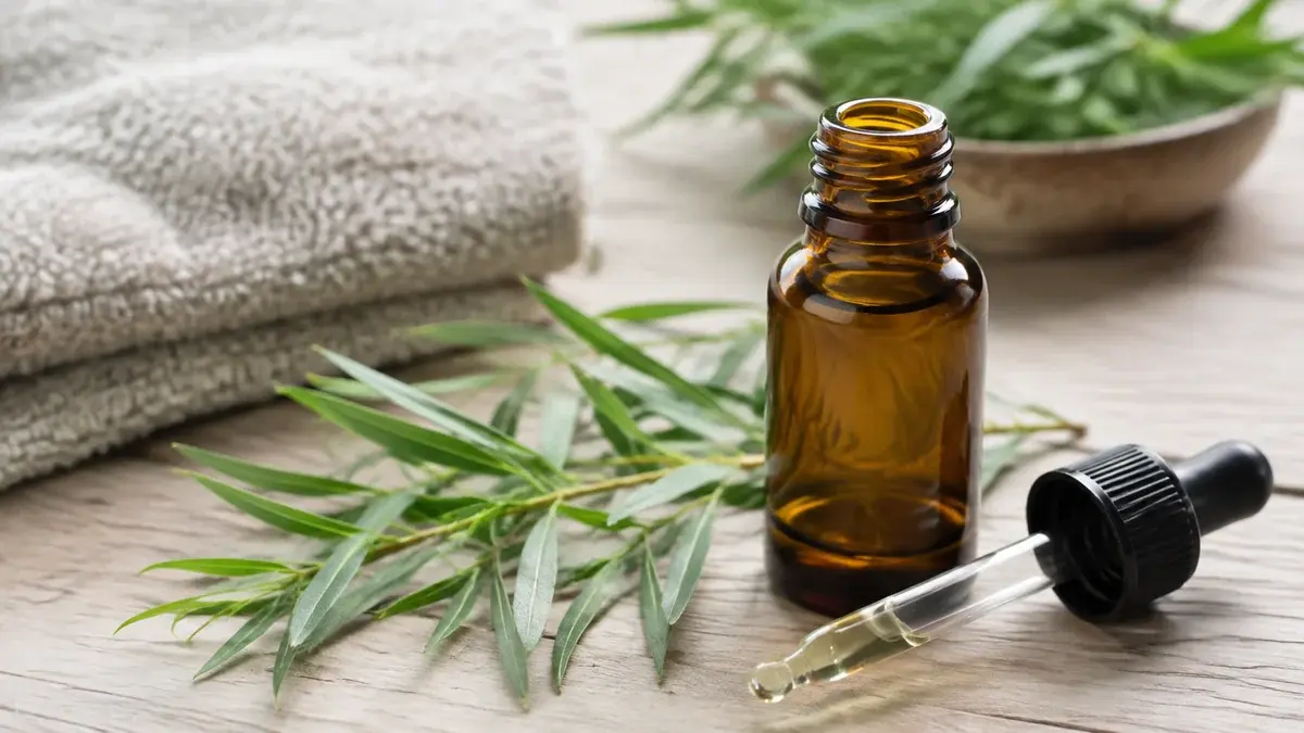 Tea tree oil – guide 2026: användning, spädning och köp